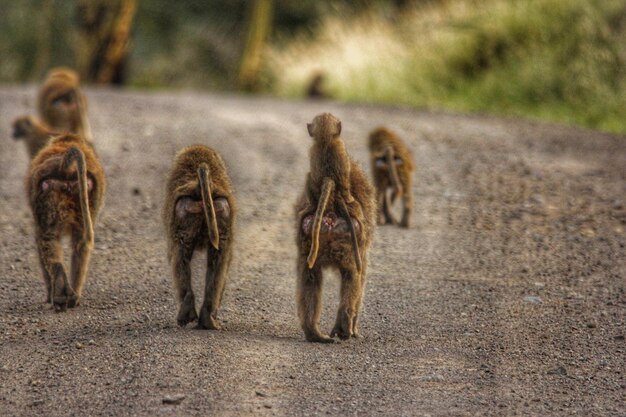 Foto primer plano de monos en un camino de campo