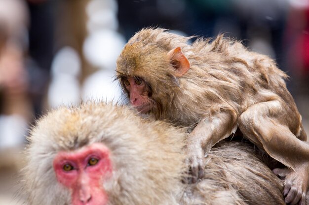 Primer plano de monos en el zoológico