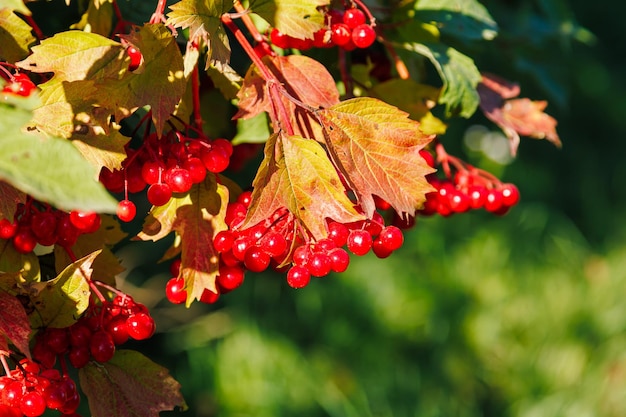 Primer plano de un montón de bayas rojas de viburnum Viburnum bush en un día soleado al final de la temporada de verano