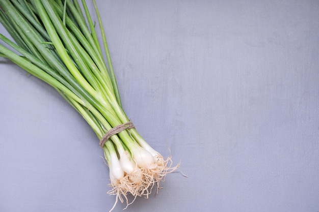 primer plano de un montón de cebolla verde primavera con pequeñas bombillas marea con una cuerda sobre fondo gris