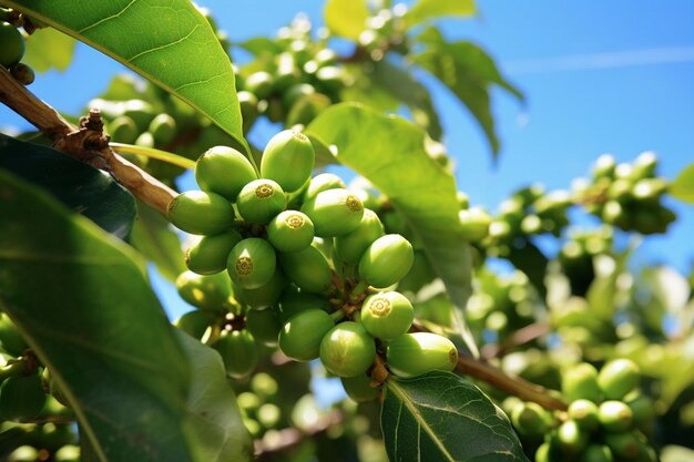 Foto un primer plano de un montón de granos de café en un árbol