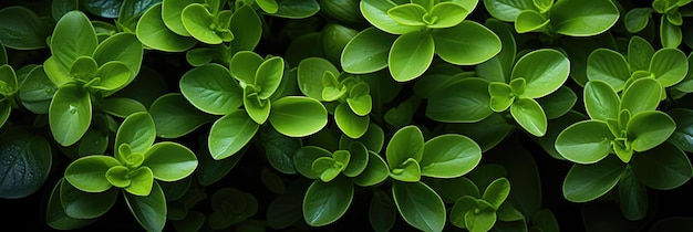 Un primer plano de un montón de hojas verdes
