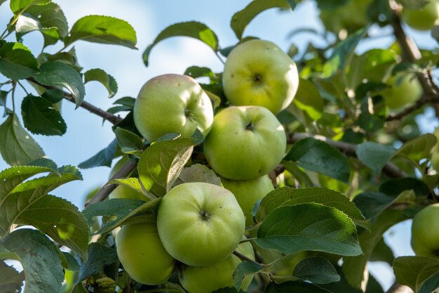 Primer plano de un montón de manzanas rojas bio orgánicas que crecen en las ramas de un manzano en un orchad