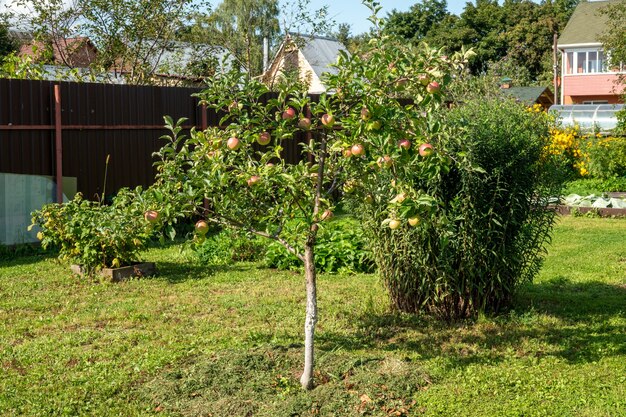 Primer plano de un montón de manzanas rojas bio orgánicas que crecen en las ramas de un manzano en un orchad