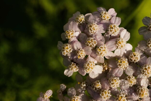 Primer plano de un montón de pequeñas flores lindas en el jardín