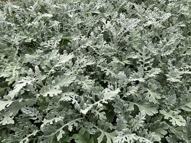 Un primer plano de un montón de plantas de col rizada verde y blanca