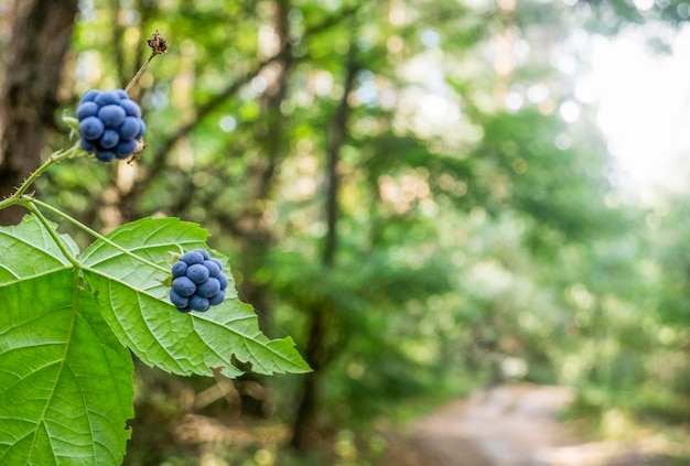 Primer plano de las moras que crecen en el árbol