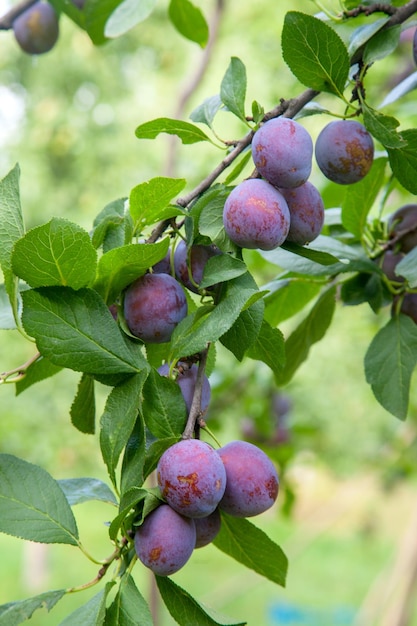 Un primer plano de las moras que crecen en el árbol