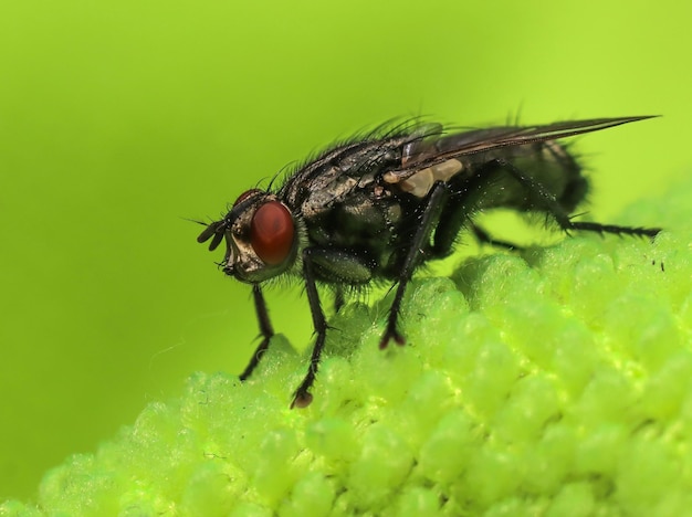 Un primer plano de una mosca doméstica en una textura verde