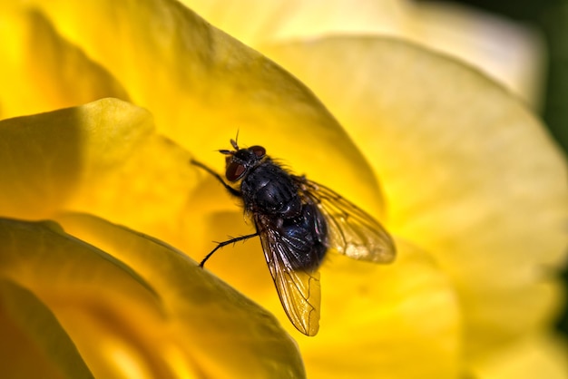 Foto primer plano de una mosca en una flor amarilla