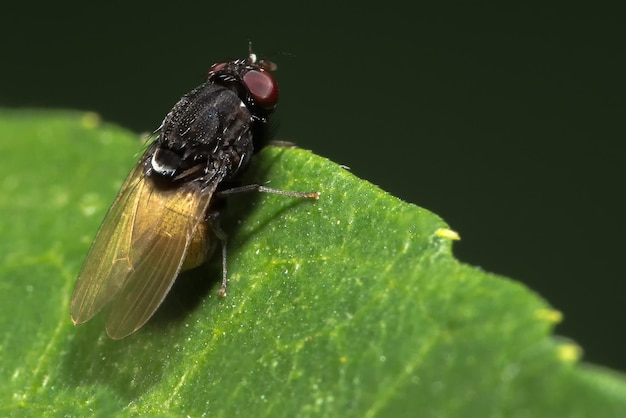 Foto primer plano de la mosca de la fruta en la hoja