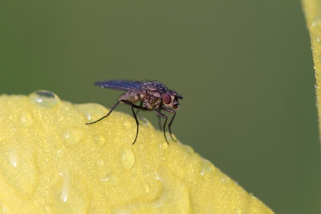 Primer plano de una mosca de la fruta sobre un pétalo de flor amarilla húmeda