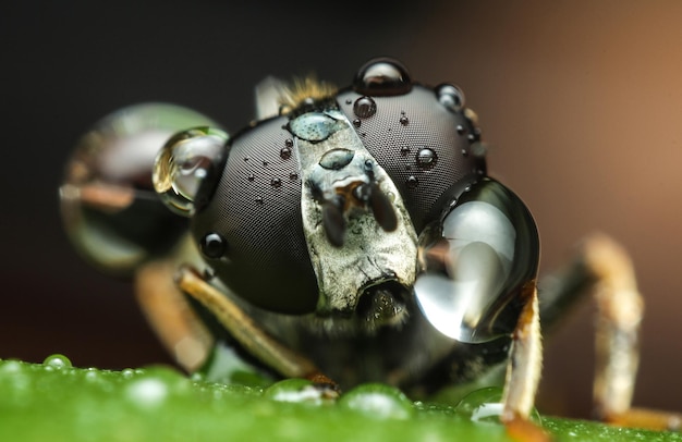 Primer plano de una mosca con gotas de agua