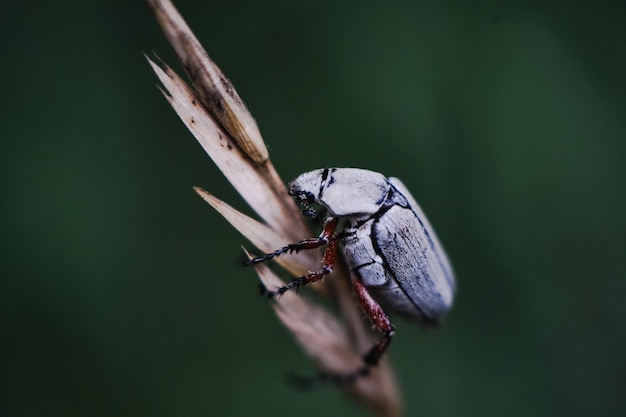 Primer plano de una mosca en una hoja