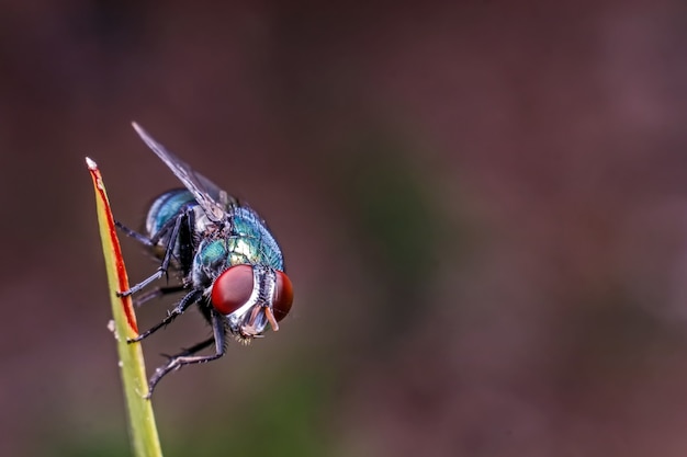 Primer plano, de, mosca, en, un, hoja