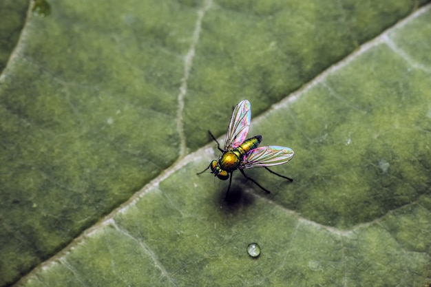 Primer plano, de, mosca, en, un, hoja