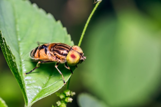 Primer plano, de, mosca, en, un, hoja