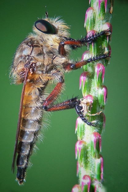 Foto primer plano de la mosca ladrona en la hoja