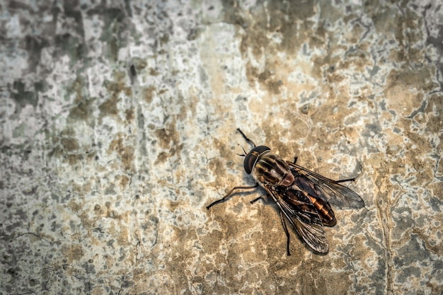 Primer plano de mosca en la pared