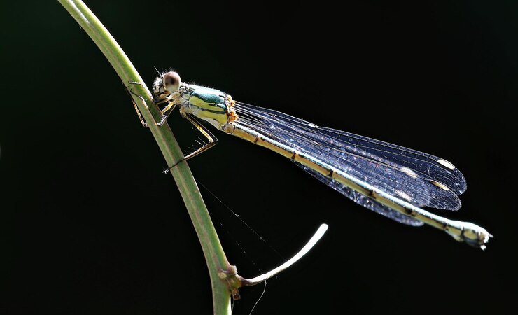 Foto primer plano de una mosca en una planta contra un fondo negro