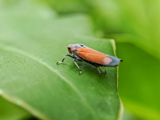 primer plano de una mosca posada en una hoja