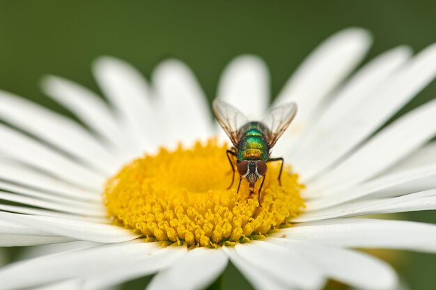 Primer plano de una mosca que se alimenta de néctar en una flor de margarita blanca en un jardín privado o aislado Detalle de macro y textura de polinización de insectos de botella verde común y control de plagas de plantas