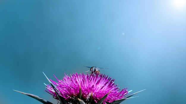 Primer plano con la mosca sentada en la flor de cardo con el fondo azul borroso