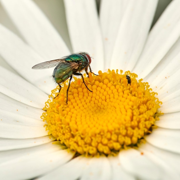 Primer plano de una mosca sentada en una flor de margarita en un jardín trasero en verano Zoom de margaritas que florecen en un campo o prado durante la primavera Plantas con flores que crecen y florecen en un parque en la naturaleza
