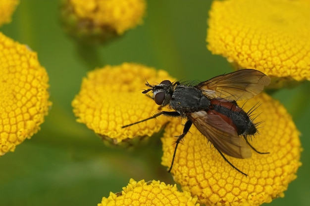 Primer plano de la mosca Tachinid de cerdas negras, Eriothrix rufomaculatus sentada en una flor amarilla de Tansy