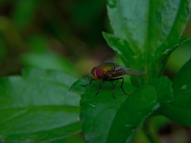 Primer plano de mosca verde en el bosque en primavera