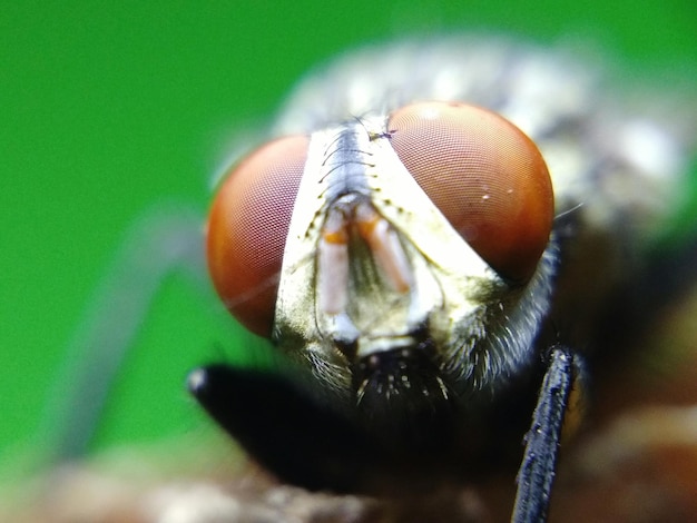 Foto primer plano de una mosca