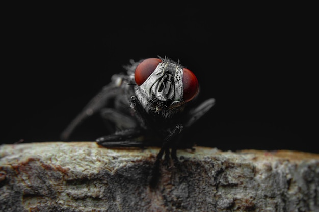 Foto primer plano de una mosca