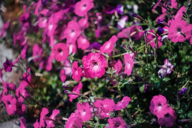 Primer plano de muchas flores de petunia rosa, algunas en defocusxA