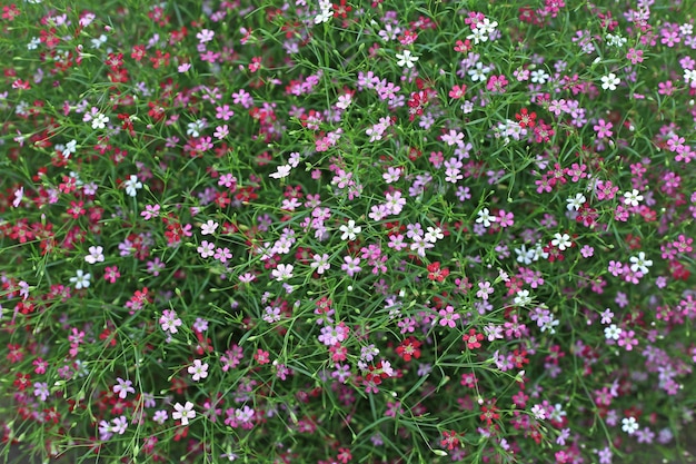 Foto primer plano de muchas pequeñas flores de gypsophila rosa de fondo