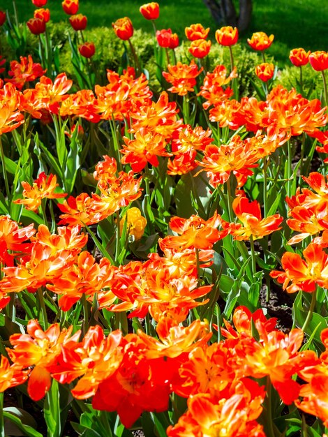 Primer plano de muchos tulipanes naranja escarlata. Cama de flores, se puede utilizar como fondo, foto vertical