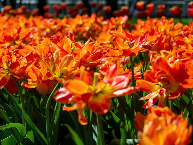 Primer plano de muchos tulipanes naranja escarlata. Cama de flores, se puede utilizar como fondo