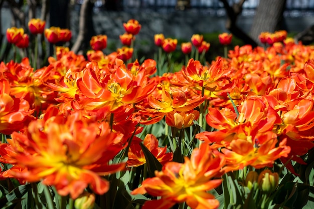 Primer plano de muchos tulipanes naranja escarlata. Cama de flores, se puede utilizar como fondo