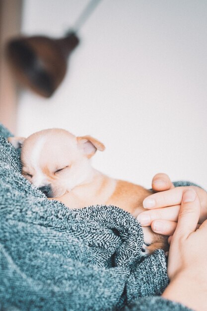 Foto primer plano de una mujer con un cachorro dormido