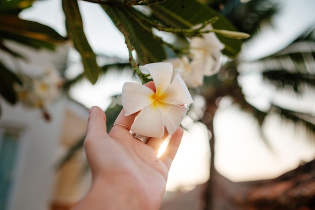 Primer plano de una mujer desconocida sosteniendo una fragante flor Frangipani en la idea de la piscina y el concepto de vacaciones y verano