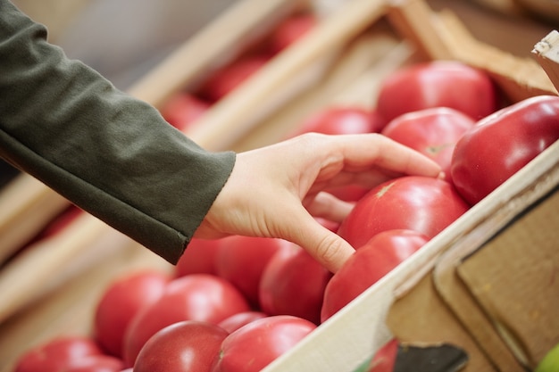 Primer plano de mujer irreconocible sosteniendo tomate maduro encima del mostrador mientras lo elige en el mercado