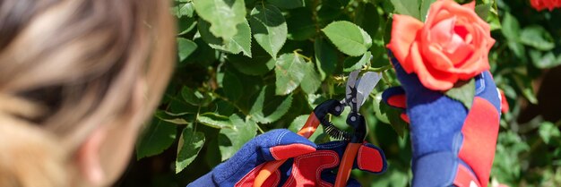 Primer plano de mujer jardinero cortando rosa con podadora en jardín mujer recogiendo ramo