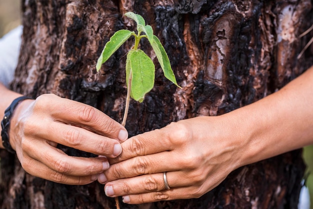 Foto primer plano de una mujer con la mano sosteniendo una planta alrededor del tronco del árbol