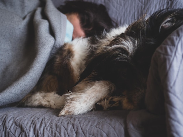 Primer plano de una mujer y un perro durmiendo en el sofá en casa