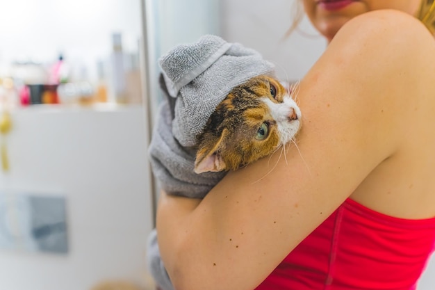 Primer plano de una mujer secando el gato devon rex después de un concepto de gatos de ducha