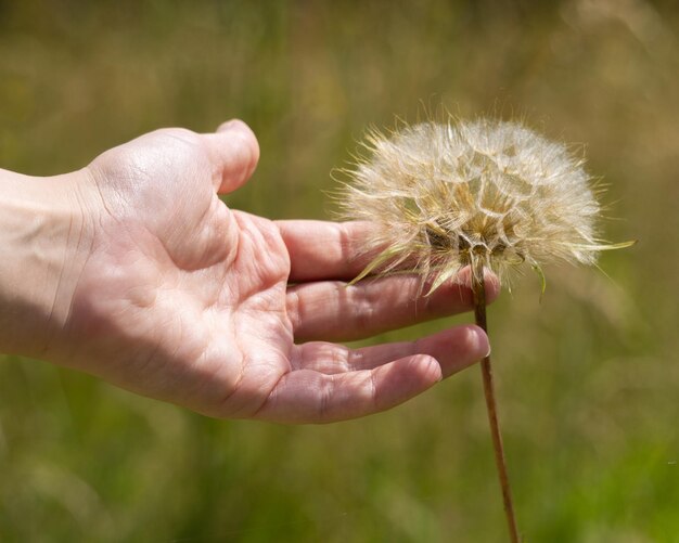 Foto primer plano de una mujer sosteniendo una flor de diente de león enfoque profundo cinematográfico