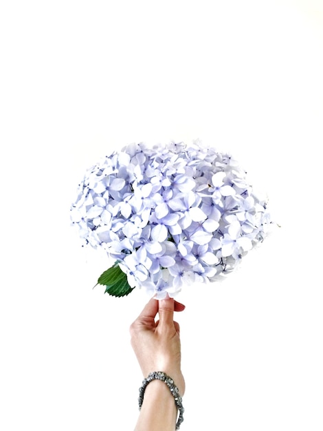 Primer plano de una mujer sosteniendo una flor de hortensia contra un fondo blanco
