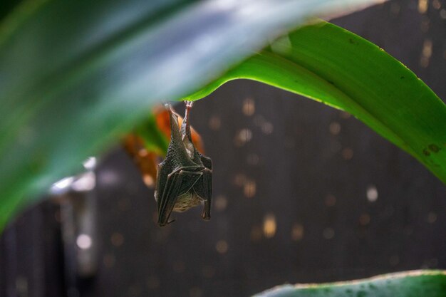 Foto primer plano de un murciélago en una hoja