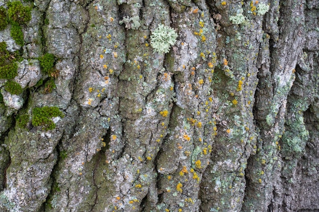 Primer plano de musgo y corteza de árbol seco viejo muerto