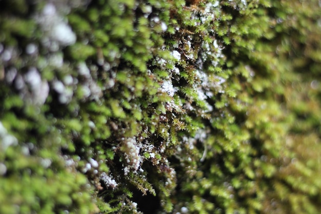 Primer plano de musgo de musgo en el tronco del árbol