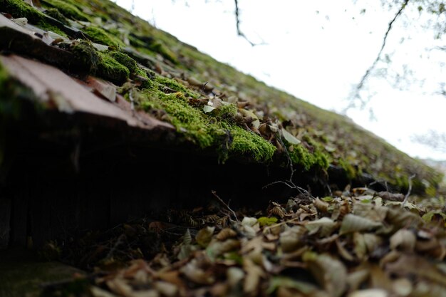 Primer plano del musgo que crece en el árbol